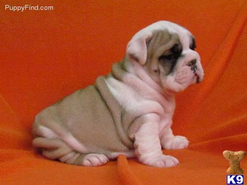 English Bulldog Puppies in FL